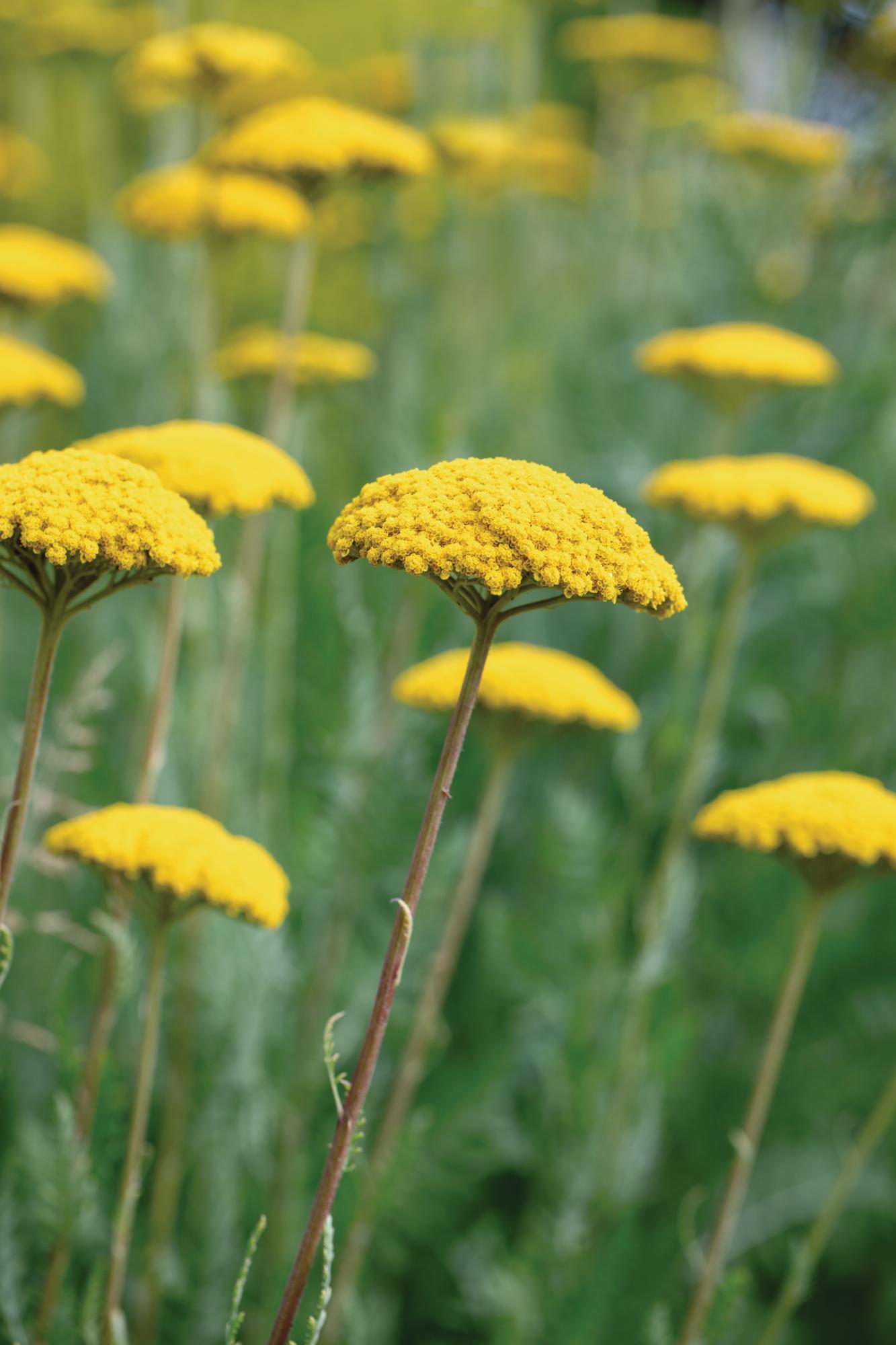 Yellow flower