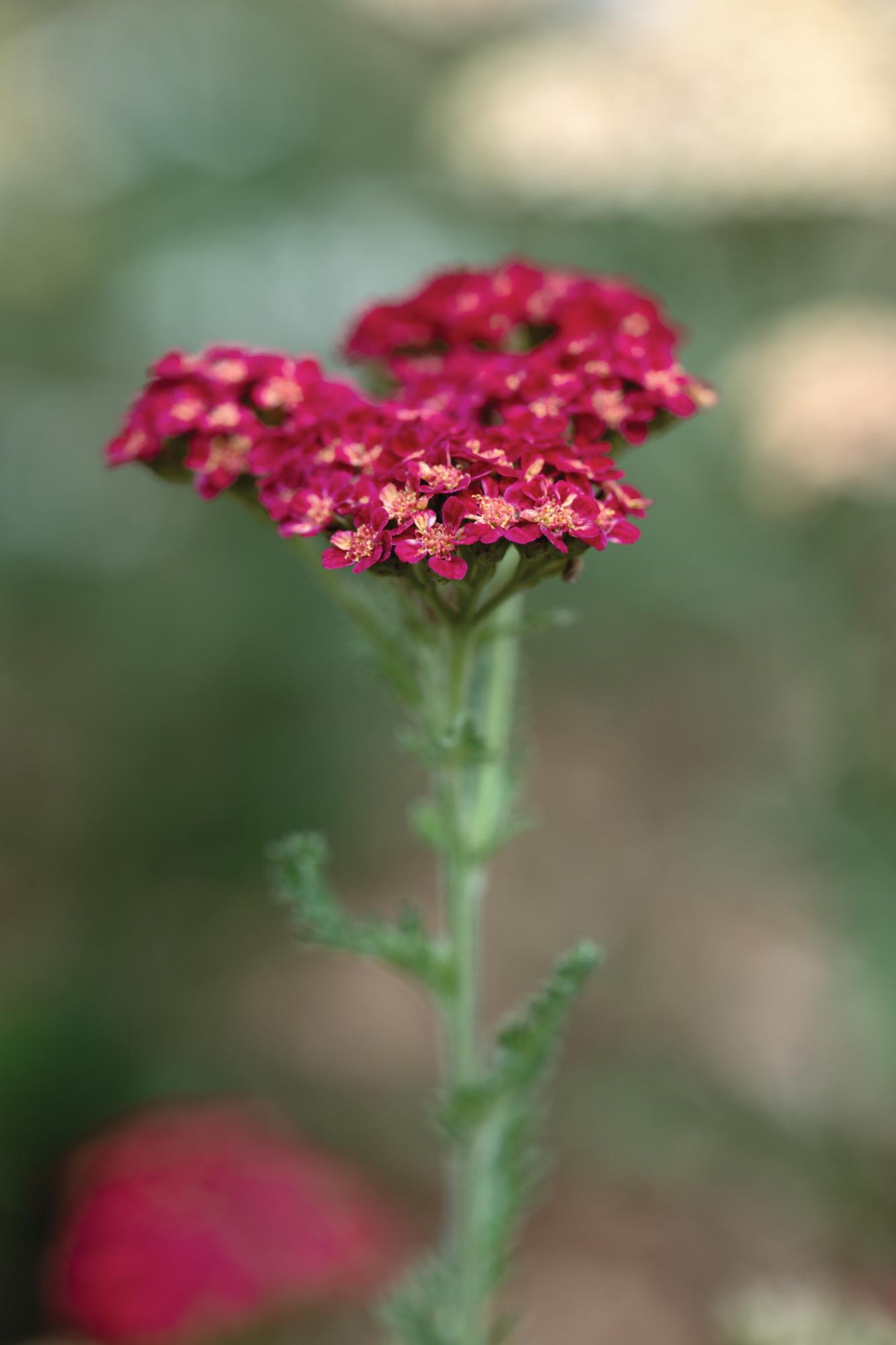 Red flower