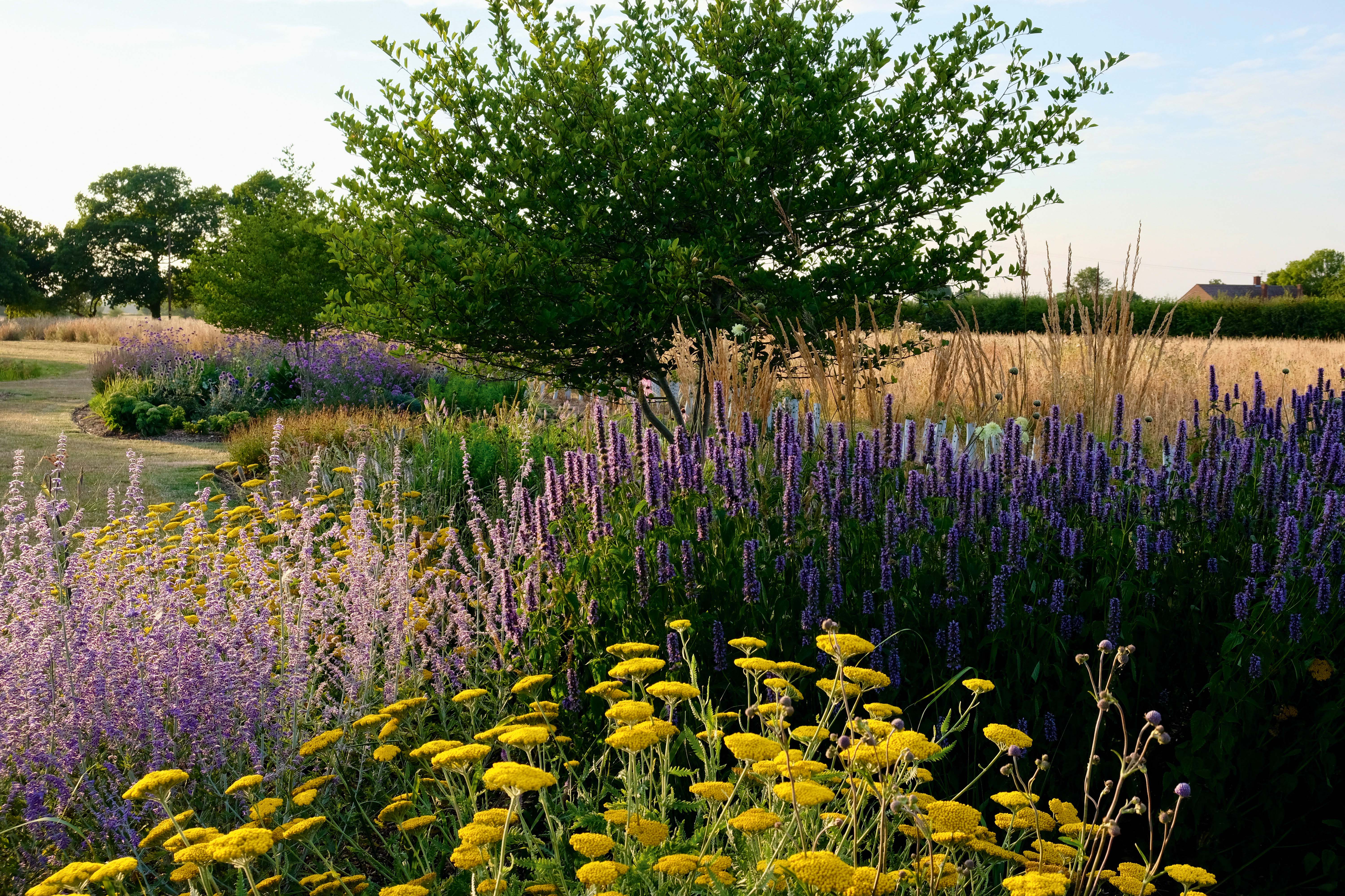 Sue Townsend garden Sue Townsend garden