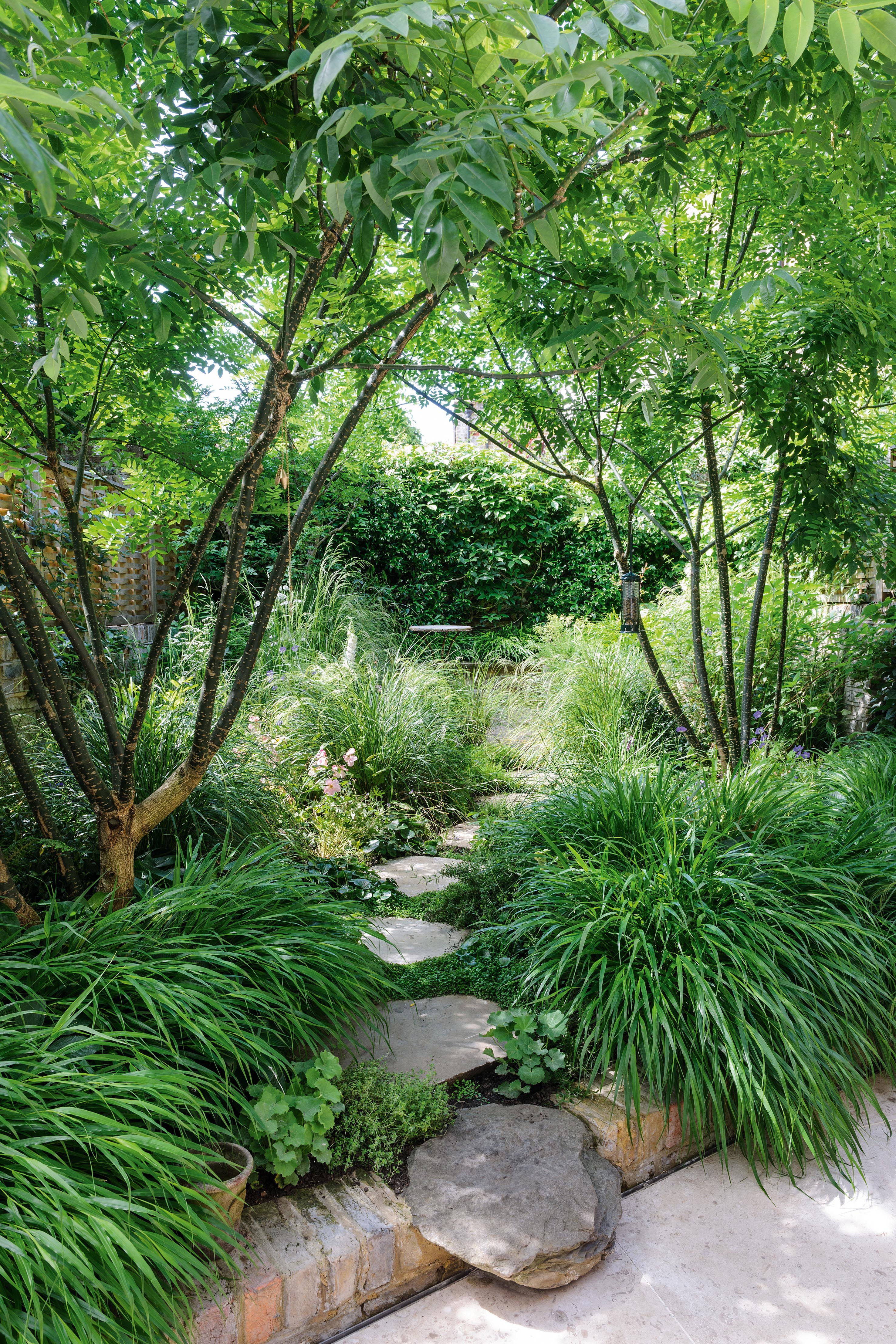 A pair of Japanese pagoda trees (Styphnolobium japonicum) are an airy presence at the front of the garden, with mounds of Hakonechloa macra at their feet. Stepping up from the smooth concrete area by the house, a fixed boulder is followed by fettled, York paving stepping stones. A pair of Japanese pagoda trees (Styphnolobium japonicum) are an airy presence at the front of the garden, with mounds of Hakonechloa macra at their feet. Stepping up from the smooth concrete area by the house, a fixed boulder is followed by fettled, York paving stepping stones.